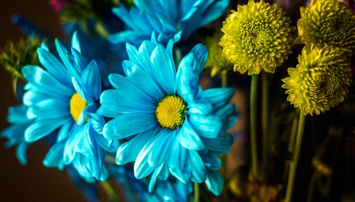 Close-up of blue and yellow daisy flowers