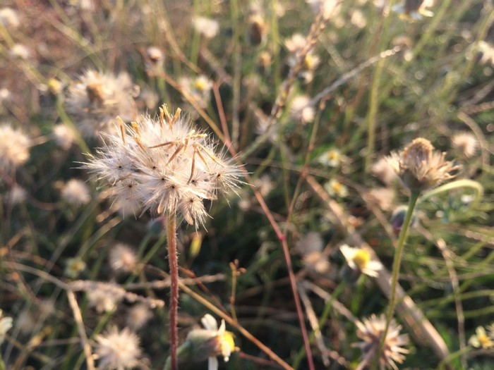 Close-up of a fluffy white dandelion seed head in a meadow