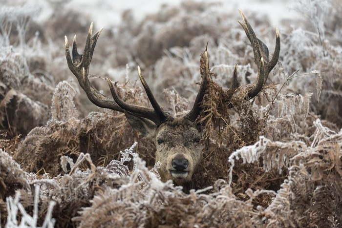 Deer with antlers in frosty ferns