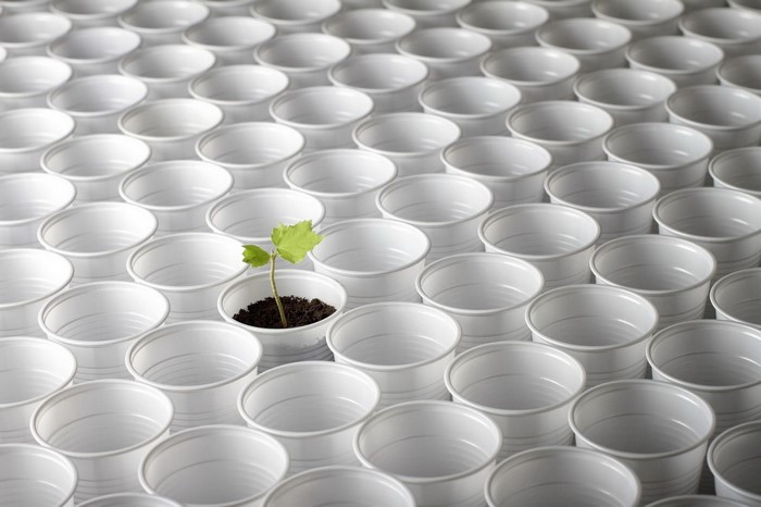 A single plant growing in a white cup among many empty cups