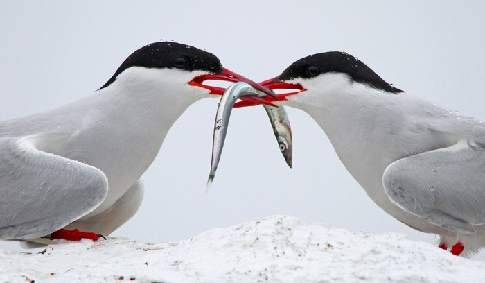 Two Arctic Terns sharing a fish