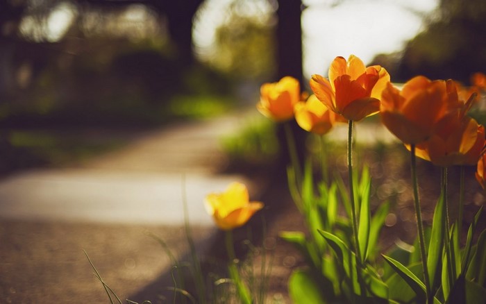 Orange and yellow tulips in sunlight