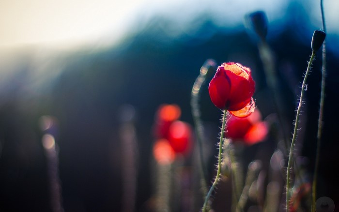 Close-up of red poppies in sunlight