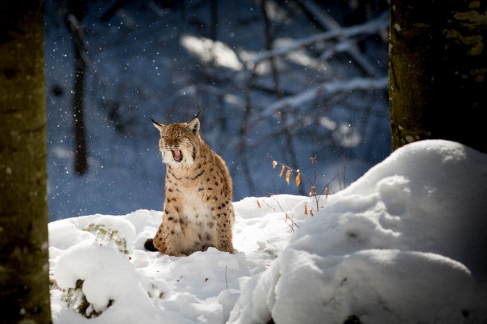 Lynx yawning in a snowy forest