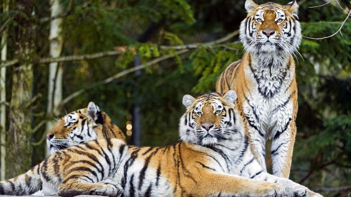 Three tigers in a forest setting