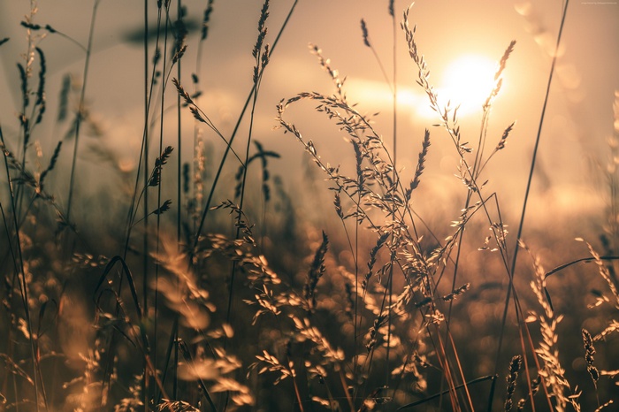 Field of grass in golden hour light