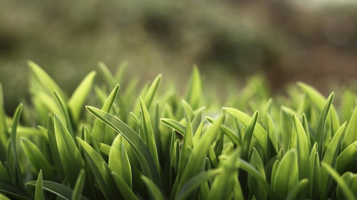 Green grass blades with soft focus background