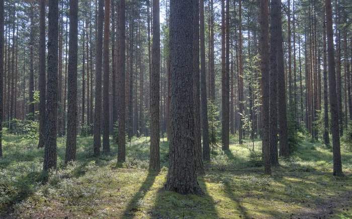 Sunlight filtering through a dense pine forest