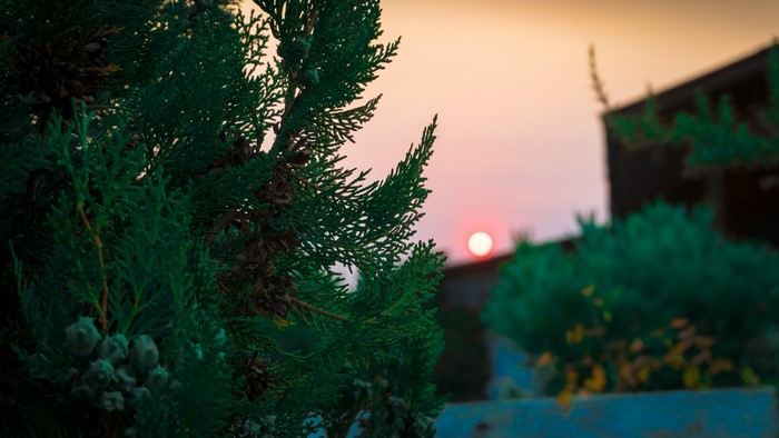 Green tree branches against a sunset sky