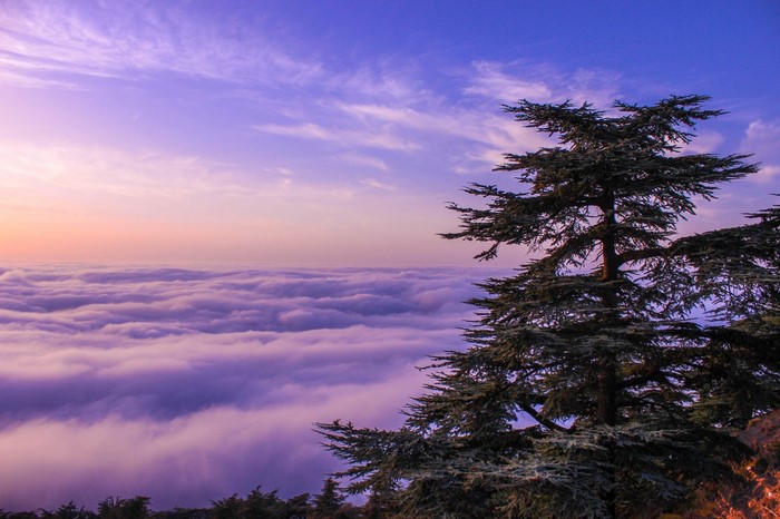 Tree above clouds at sunset