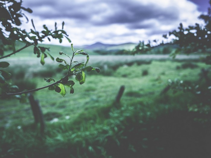 Green leaves on a branch with a blurred landscape background