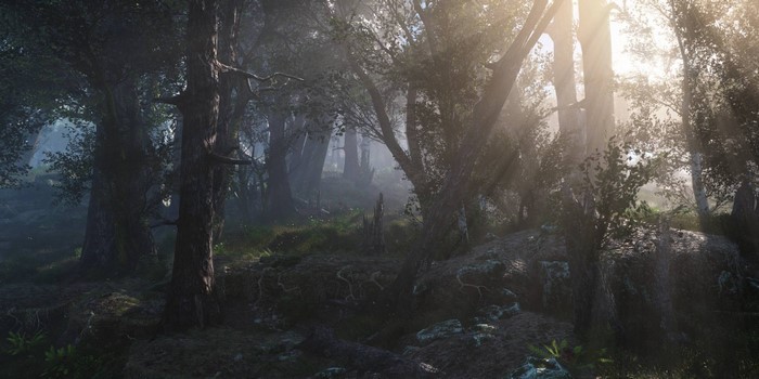 Misty Sunlit Forest in Early Morning