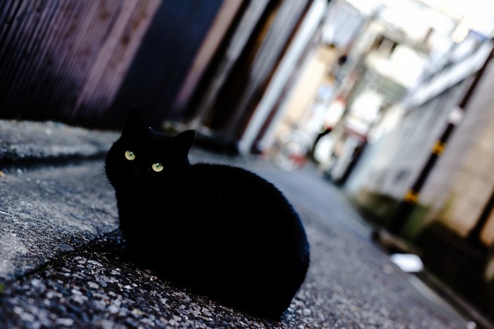 Black cat with green eyes sitting on asphalt alley