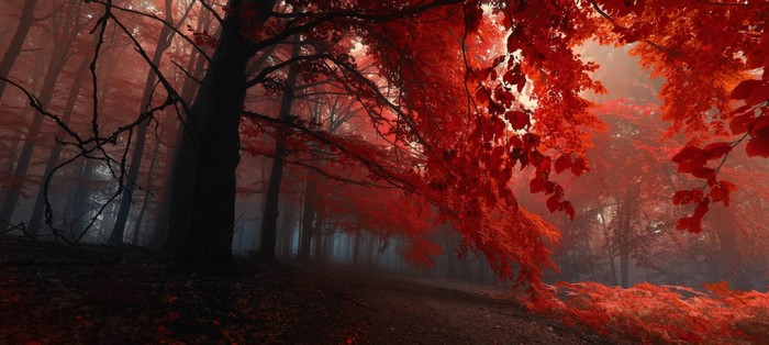 Red forest in autumn with sunlight