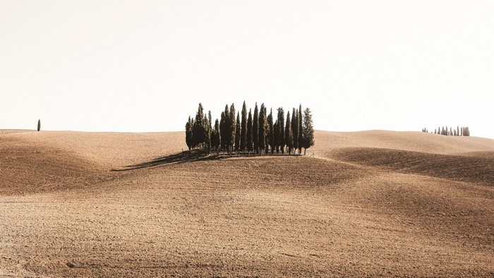 Cypress trees on rolling hills under a bright sky