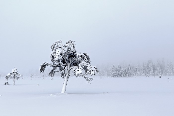 Snow-covered trees in a winter landscape