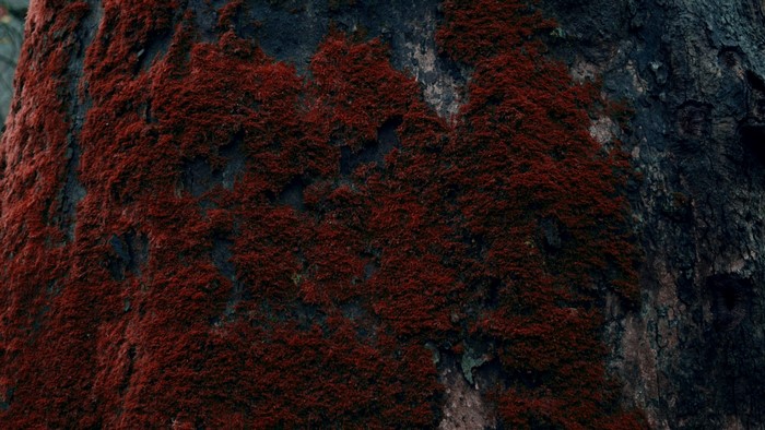 Red moss covering a dark tree trunk texture