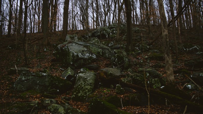Rocky forest floor with bare trees