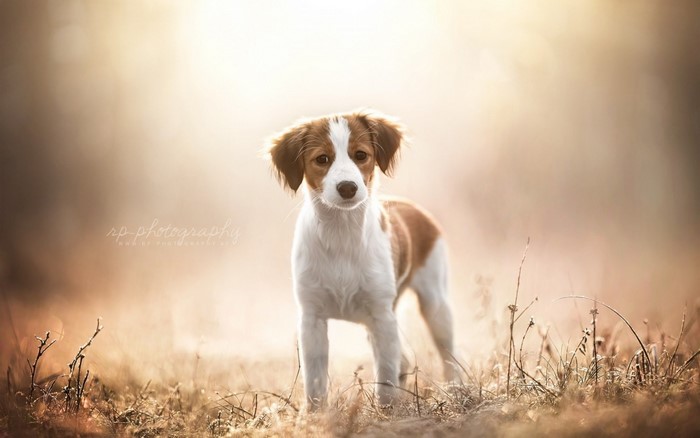 Kooikerhondje puppy in a field at sunrise