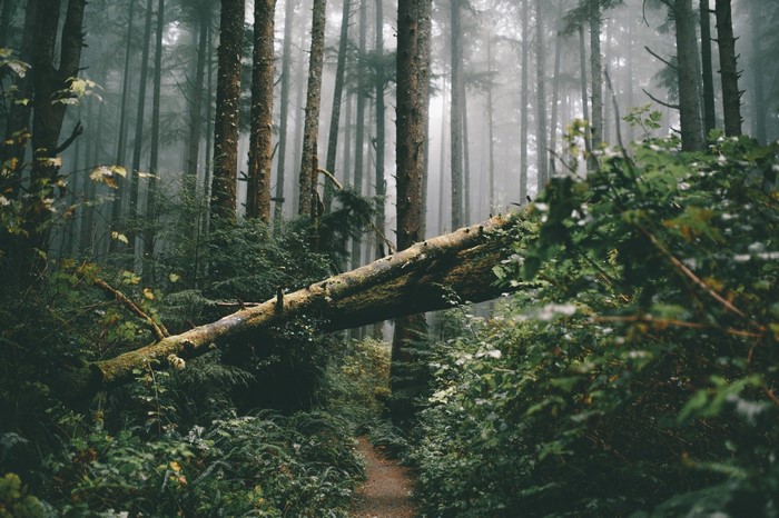 Fallen tree in a misty forest