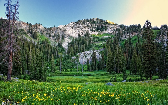 Mountain landscape with pine trees and yellow flowers