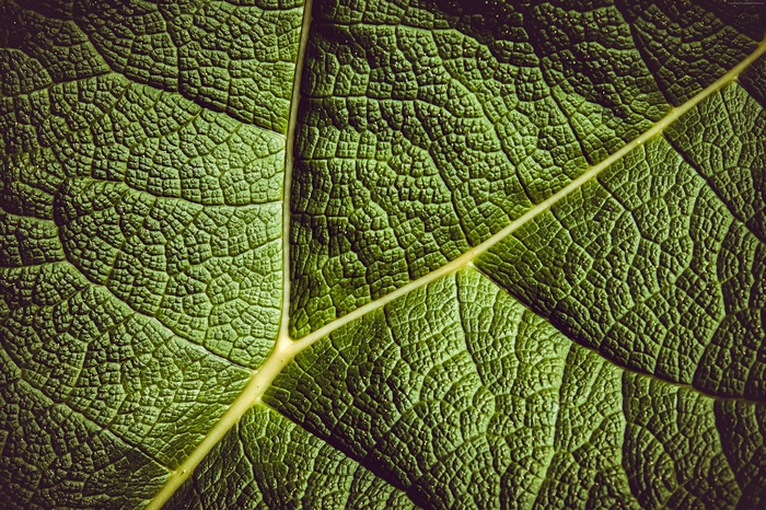 Close-up of a green leaf with prominent veins