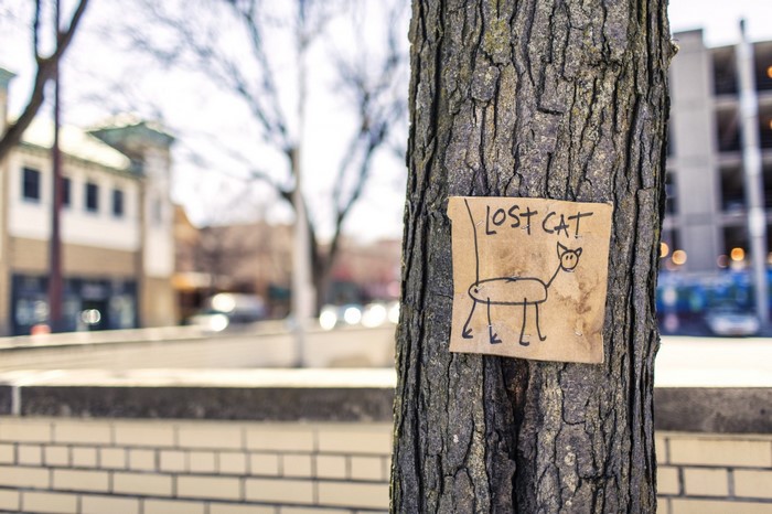 Lost cat sign on a tree in an urban area