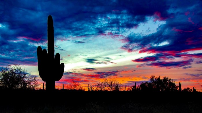 Silhouette of a Saguaro cactus against a colorful sunset sky in Arizona