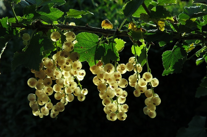 White currants on a branch with green leaves