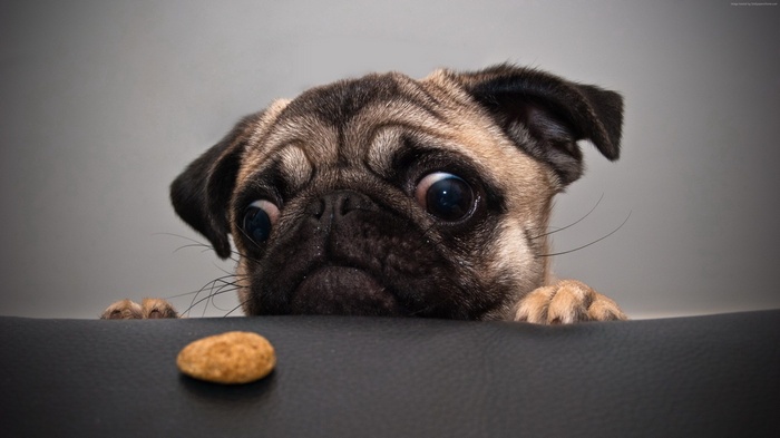 Funny Pug Dog Looking at a Cookie