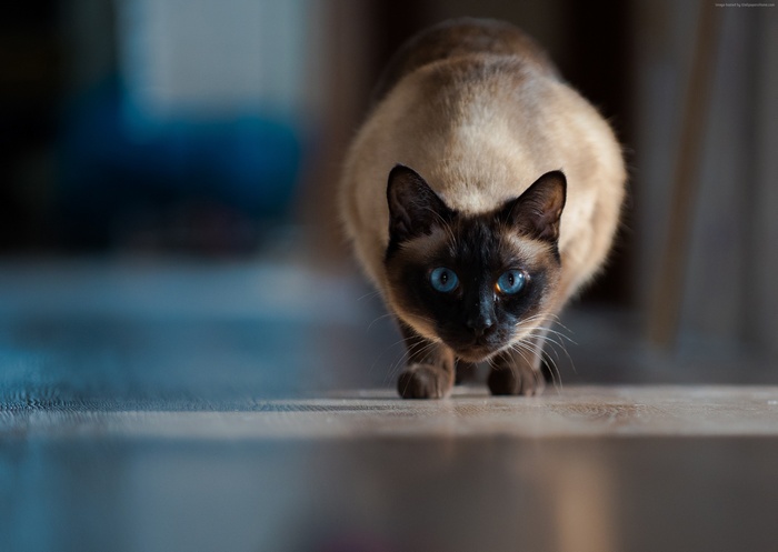 Siamese cat with blue eyes in 4K