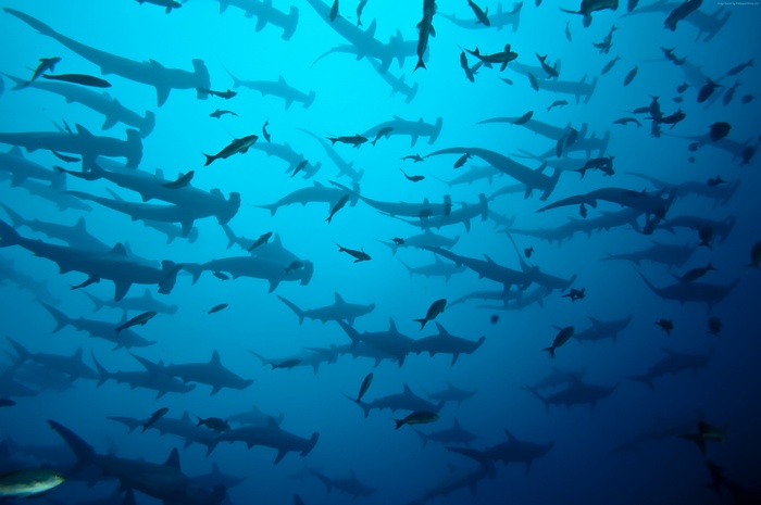 School of Hammerhead Sharks at Cocos Island, Costa Rica
