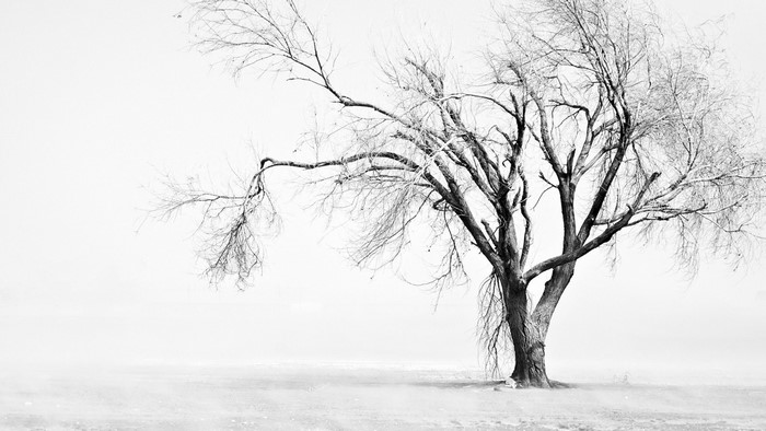 Monochrome winter landscape with a bare tree