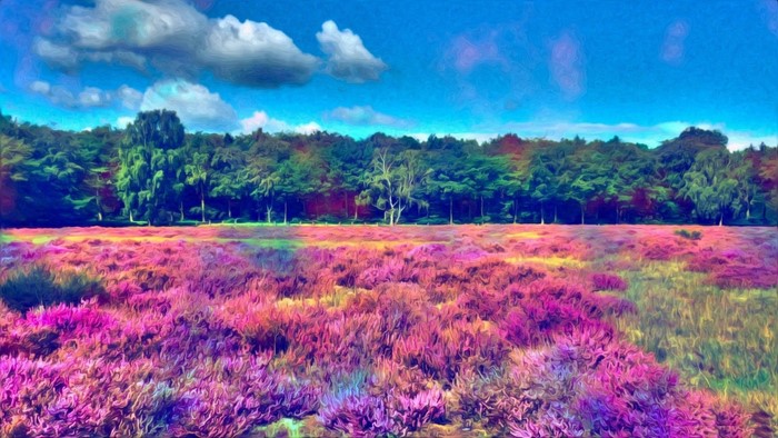 Field of purple flowers with a forest in the background