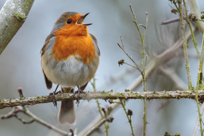 European Robin singing on a thorny branch