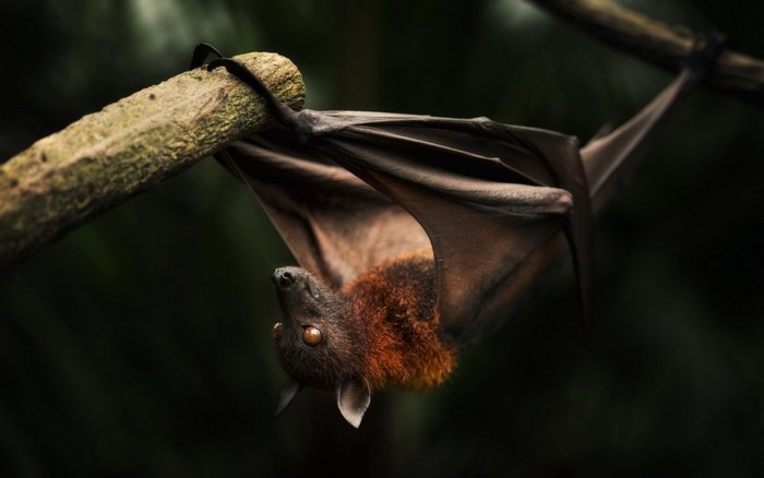 A bat hangs upside down from a tree branch