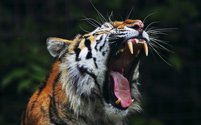 Majestic Tiger Yawning in Nature