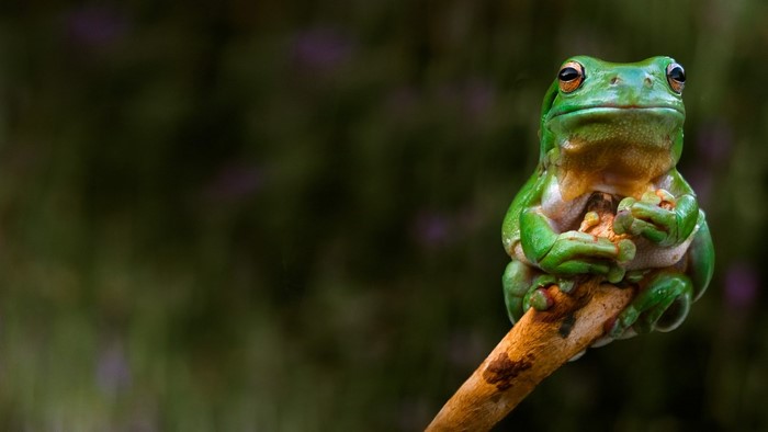 Close-up of a Vibrant Green Tree Frog on Branch