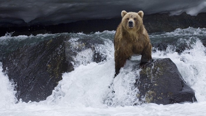 Brown bear standing on rocks in a river