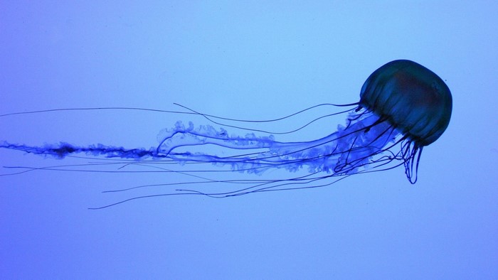 Blue jellyfish with long tentacles swimming in blue water