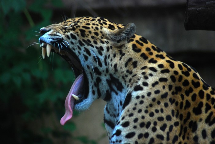 Jaguar yawning with mouth wide open