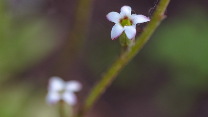Close-up of a small white wildflower with a green center