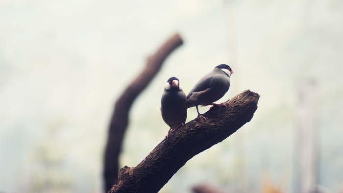 Two Java sparrows perched on a branch