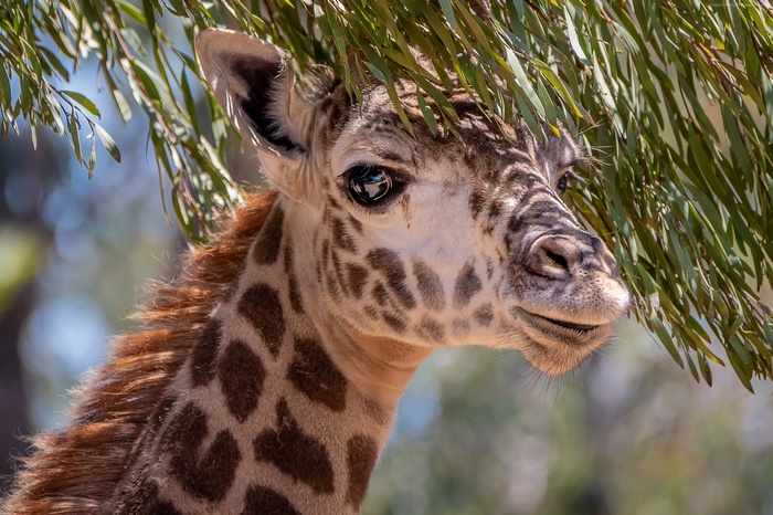 4K Giraffe peeking through leaves