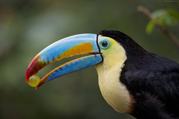 Toucan holding a berry in its beak