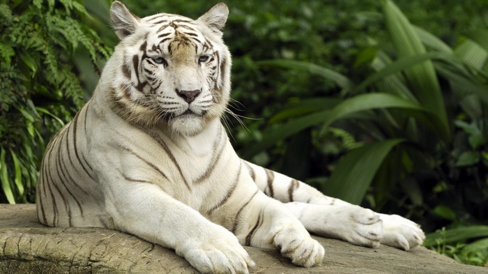 White tiger resting on a rock