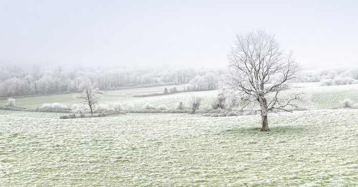 Frosted trees in a winter landscape with fog
