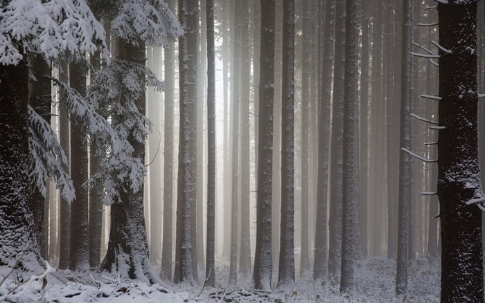 Snowy forest with sunlight filtering through trees