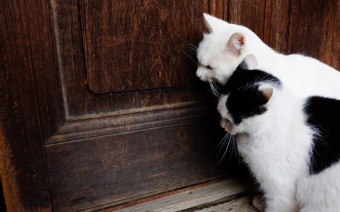 Two cats, one white and one black and white, by a wooden door