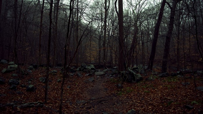 A dark and foggy forest path with rocks and fallen leaves